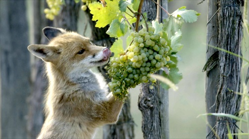 Die wunderbare Welt des Weingartens