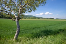 Aufgetischt im Tullnerfeld