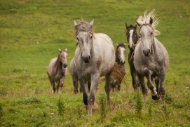 DIE LIPIZZANER - KÖNIGE UND KRIEGER