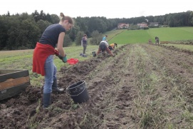 BAUER SUCHT CROWD