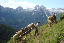 TIERISCHE ARBEIT