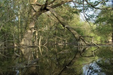 Universum: Fluss ohne Grenzen - Auenwildnis an der March