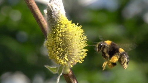 Universum: Hummeln - Bienen im Pelz