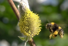 UNIVERSUM: HUMMELN - BIENEN IM PELZ