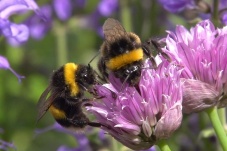 Universum: Hummeln - Bienen im Pelz