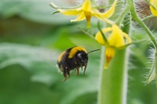 Universum: Hummeln - Bienen im Pelz