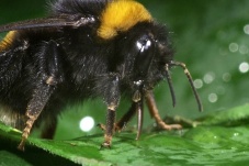 Universum: Hummeln - Bienen im Pelz