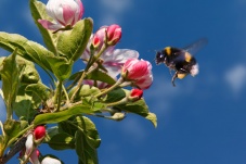 Universum: Hummeln - Bienen im Pelz