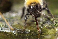 Universum: Hummeln - Bienen im Pelz