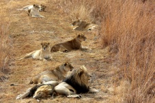 Universum: Lionsrock - Die Heimkehr des Königs