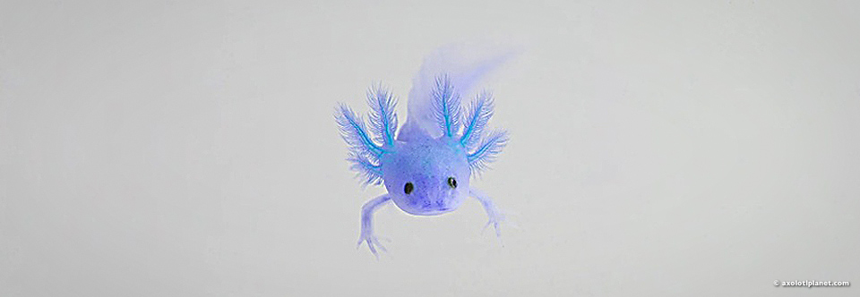 EVERGREEN PRISMA° LAFC IN NEWS & PRESS