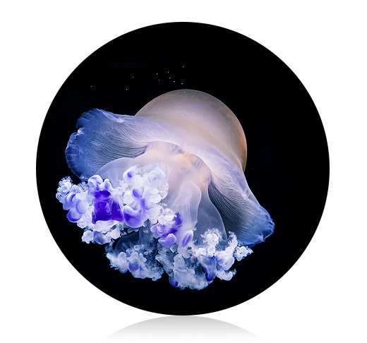 BUNDLE INSTEAD JUNGLE ° BRIDGING THE INSTRUMENTS